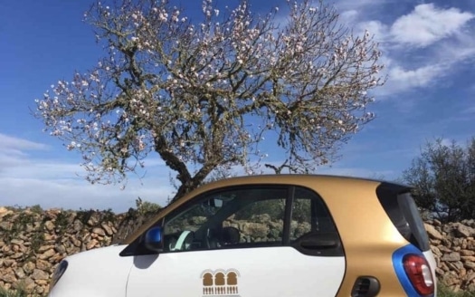 Mandelblüte auf Mallorca,Blütenmeer,Mandelbäume,Mandellikör
