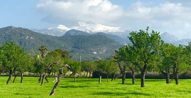 Properties for sale Binissalem,real estate Binissalem,real estate mallorca,villa for sale Binissalem,mallorca magazin,finca for sale mallorca,finca for sale Binissalem,luxury real estates Binissalem,house for sale Binissalem,apartment for sale Binissalem,villa for sale mallorca,house to buy Binissalem
