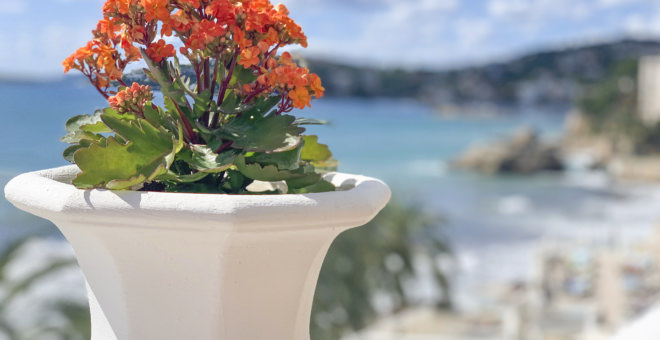 real estate mallorca,properties for sale cala mayor,properties for sale san agustin,properties for sale mallorca,house for sale san agustin,house for sale cala mayor,real estate Cala Mayor,villa for sale Cala Mayor,mallorca magazin,finca for sale mallorca,finca for sale Cala Mayor,luxury real estates Cala Mayor,apartment for sale Cala Mayor,villa for sale mallorca,house to buy Cala Mayor