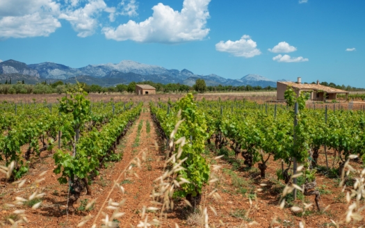 cap salines wein,Weinberge,Weingüter,Tradition der Insel,Mallorquinischer Wein