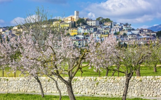 Mallorca blooming almond trees Real estate mallorca properties for sale mallorca real estate santa ponsa buy a house in mallorca how to buy a house mallorca