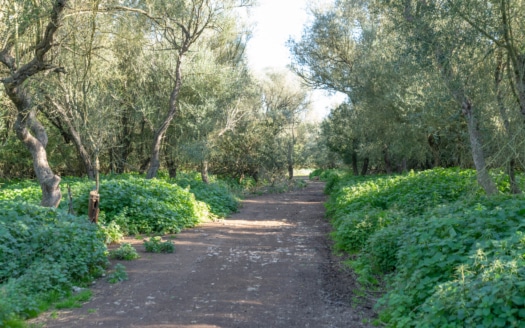 5209- Finca in Vilafranca De Bonany31