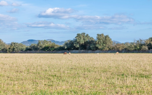 5209- Finca in Vilafranca De Bonany35