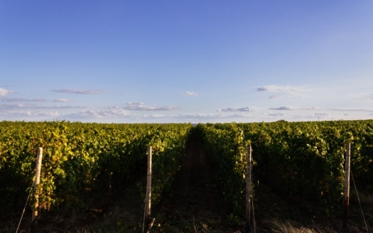 wide-angle-shot-different-sets-plantations-each-other