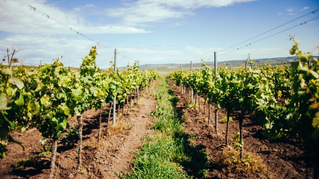 view-beautiful-green-vineyard-south-moravia-region-daylight