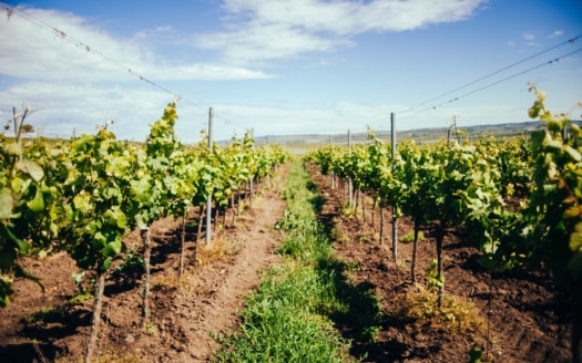 view-beautiful-green-vineyard-south-moravia-region-daylight