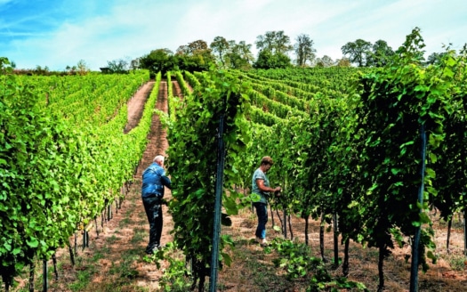 5295 Weinfeld in Vilafranca