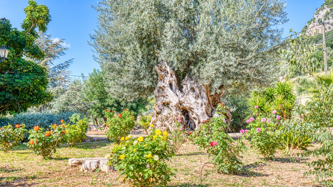 4938 Country house on large plot near Esporles with pool and stunning mountain views 1