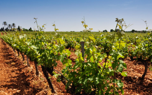 5295 Weinfeld in Vilafranca